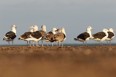 BUITEN BEELD Foto: 322208