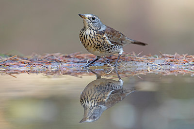 BUITEN BEELD Foto: 322217