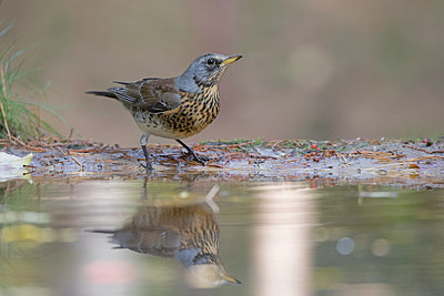 BUITEN BEELD Foto: 322229