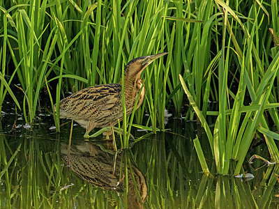 BUITEN BEELD Foto: 322243