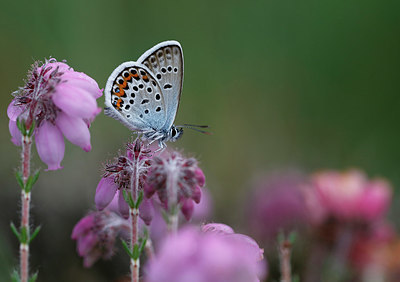 BUITEN BEELD Foto: 322257