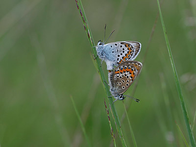 BUITEN BEELD Foto: 322259