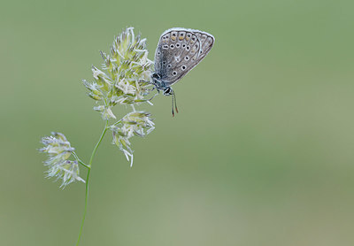 BUITEN BEELD Foto: 322268