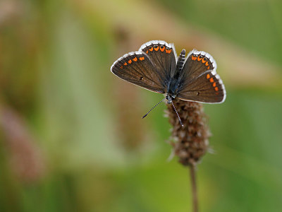 BUITEN BEELD Foto: 322275