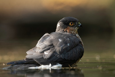 BUITEN BEELD Foto: 322321