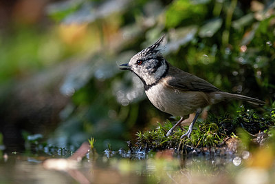 BUITEN BEELD Foto: 322322
