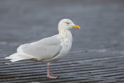 BUITEN BEELD Foto: 322338