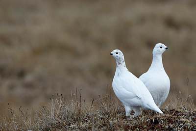 BUITEN BEELD Foto: 322340