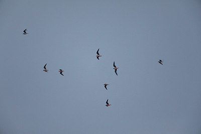BUITEN BEELD Foto: 322349