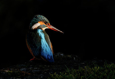 BUITEN BEELD Foto: 322390