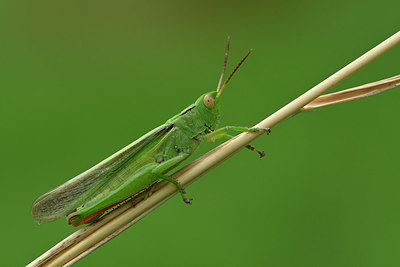 BUITEN BEELD Foto: 322480