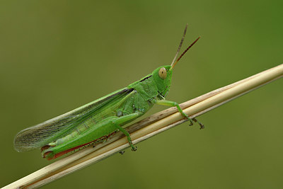 BUITEN BEELD Foto: 322481