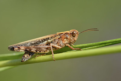 BUITEN BEELD Foto: 322488