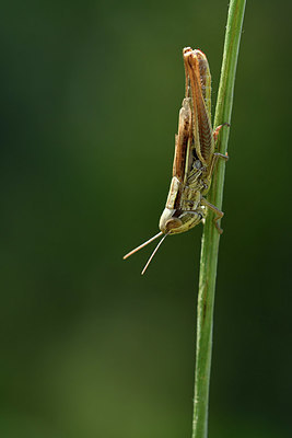BUITEN BEELD Foto: 322496
