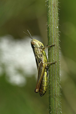 BUITEN BEELD Foto: 322497