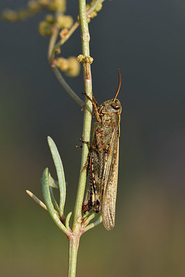 BUITEN BEELD Foto: 322503