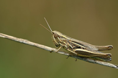 BUITEN BEELD Foto: 322504
