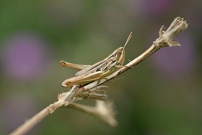 BUITEN BEELD Foto: 322505