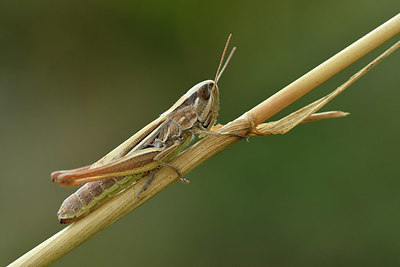 BUITEN BEELD Foto: 322510