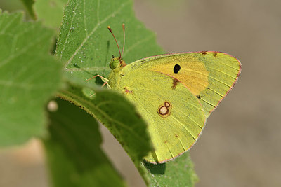 BUITEN BEELD Foto: 322512
