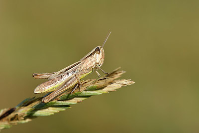 BUITEN BEELD Foto: 322515