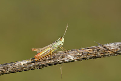 BUITEN BEELD Foto: 322519
