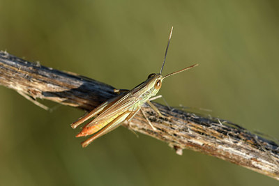 BUITEN BEELD Foto: 322520