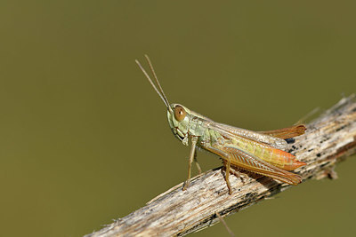 BUITEN BEELD Foto: 322521