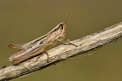 BUITEN BEELD Foto: 322522