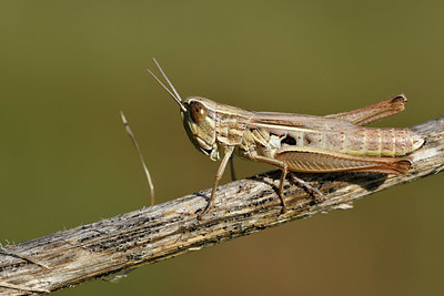 BUITEN BEELD Foto: 322523