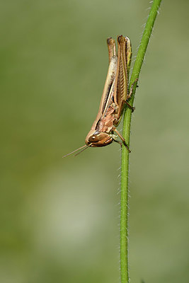 BUITEN BEELD Foto: 322524