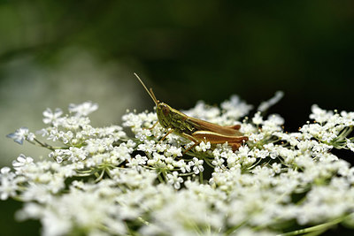BUITEN BEELD Foto: 322525
