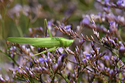 BUITEN BEELD Foto: 322528