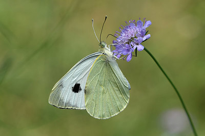 BUITEN BEELD Foto: 322535