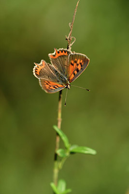 BUITEN BEELD Foto: 322539