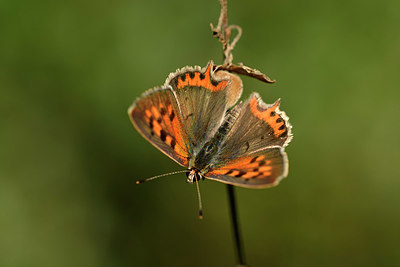 BUITEN BEELD Foto: 322541