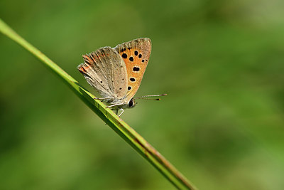 BUITEN BEELD Foto: 322543