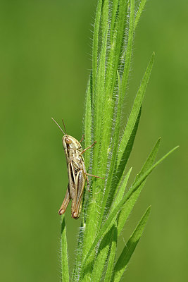BUITEN BEELD Foto: 322544