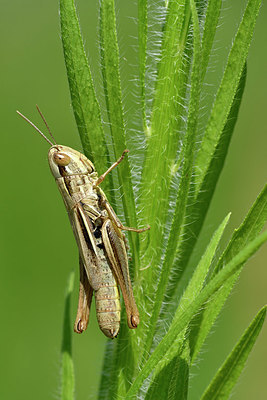BUITEN BEELD Foto: 322546