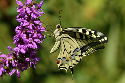 BUITEN BEELD Foto: 322547