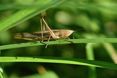 BUITEN BEELD Foto: 322548