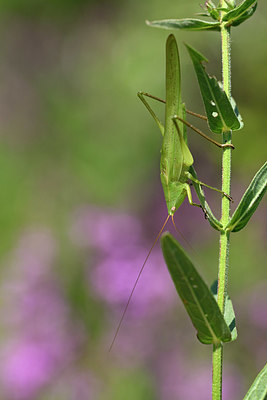 BUITEN BEELD Foto: 322549