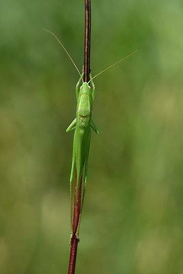 BUITEN BEELD Foto: 322551