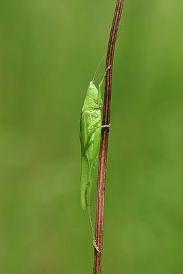 BUITEN BEELD Foto: 322552
