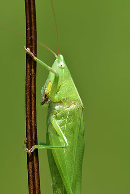 BUITEN BEELD Foto: 322553