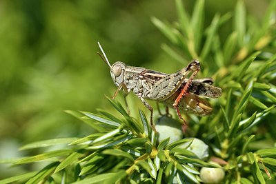 BUITEN BEELD Foto: 322555