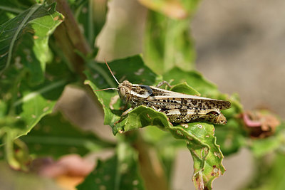 BUITEN BEELD Foto: 322557