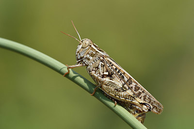 BUITEN BEELD Foto: 322558