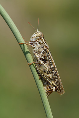 BUITEN BEELD Foto: 322559