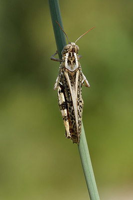 BUITEN BEELD Foto: 322560